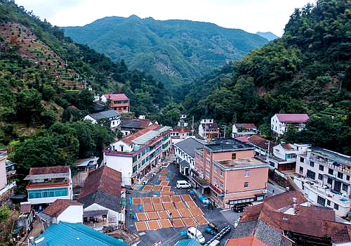 诸暨市赵家镇宣家山村万亩香榧基地