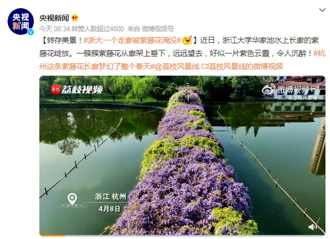 #浙大一个走廊被紫藤花淹没# 华家池校区的紫藤长廊上热搜了!